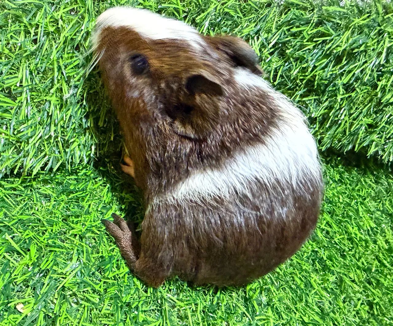 Filhotes de Porquinho da Índia  - Foto 2
