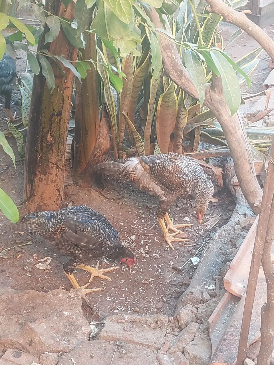 Galos caipiras vivos - Foto 4