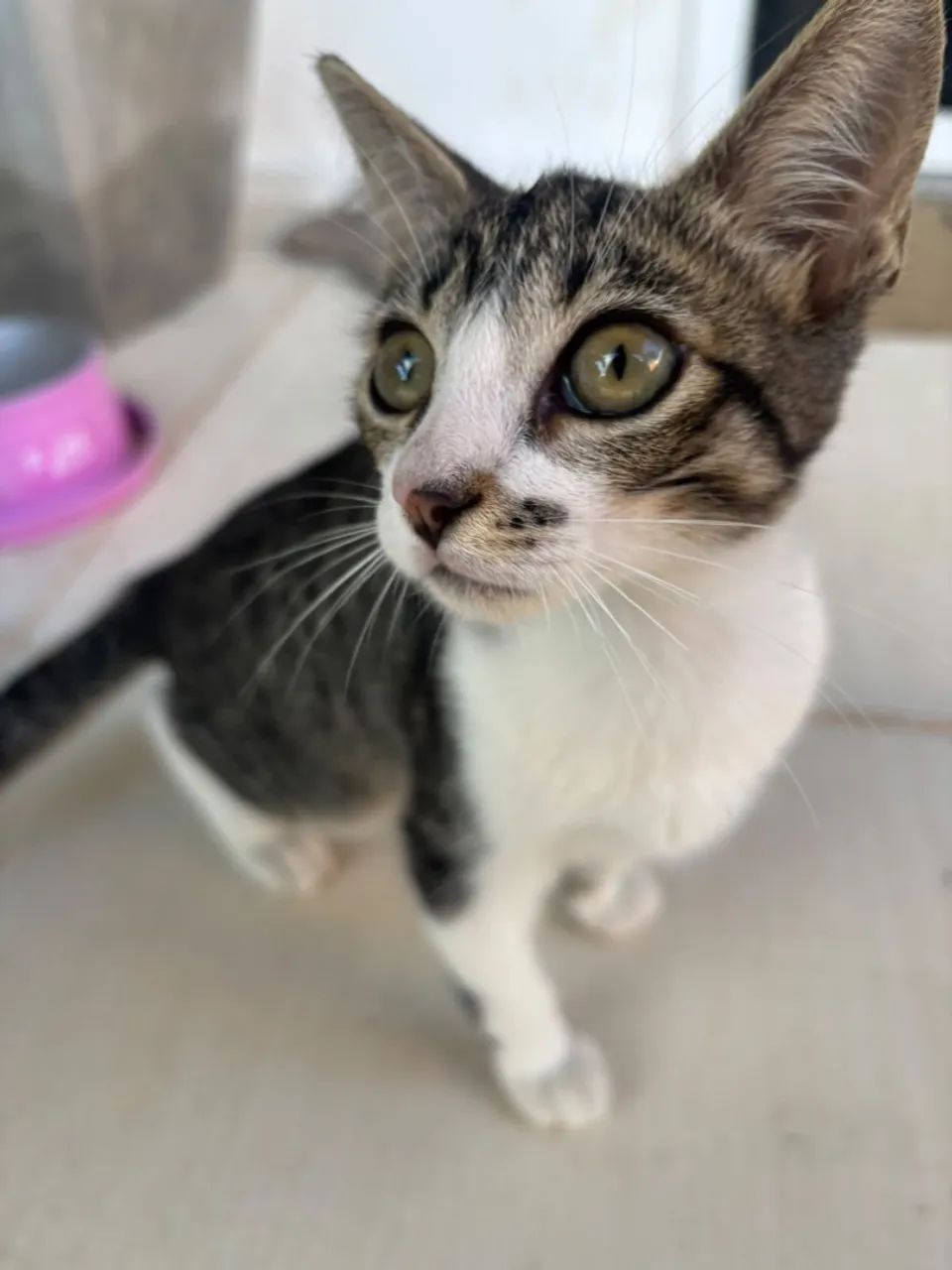 Doação de gato  - Foto 3