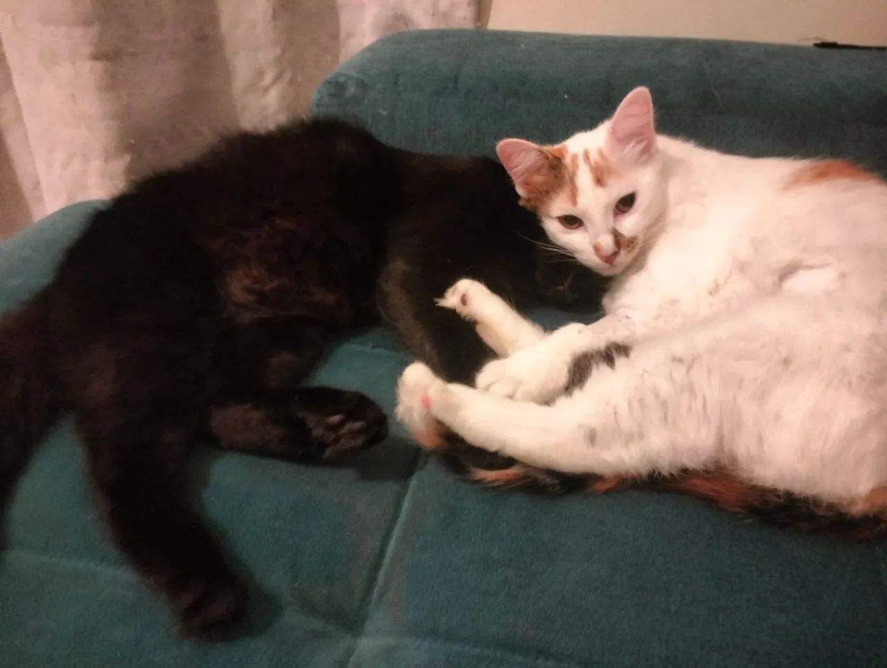 Doação de 2 gatinhos