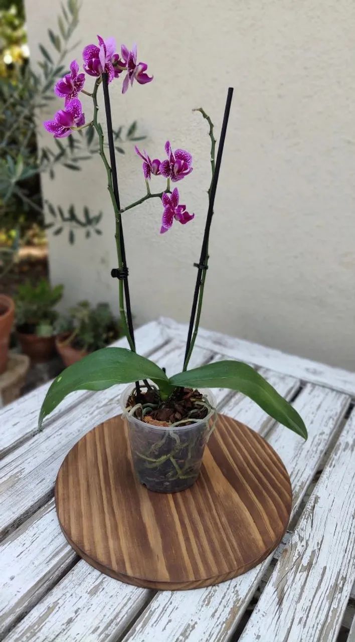 Vaso de orquídeas  - Foto 3