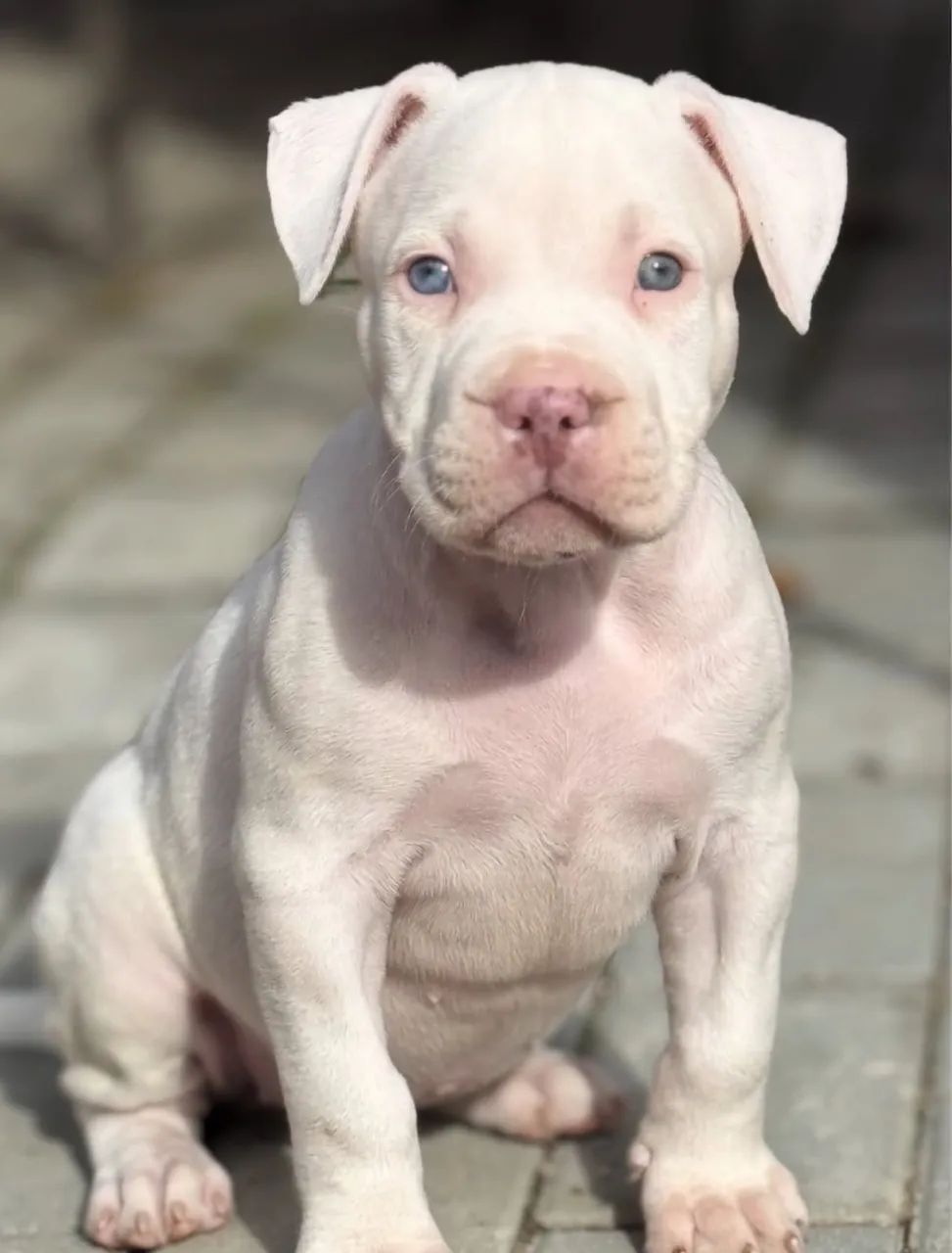 American Bully  - Foto 3