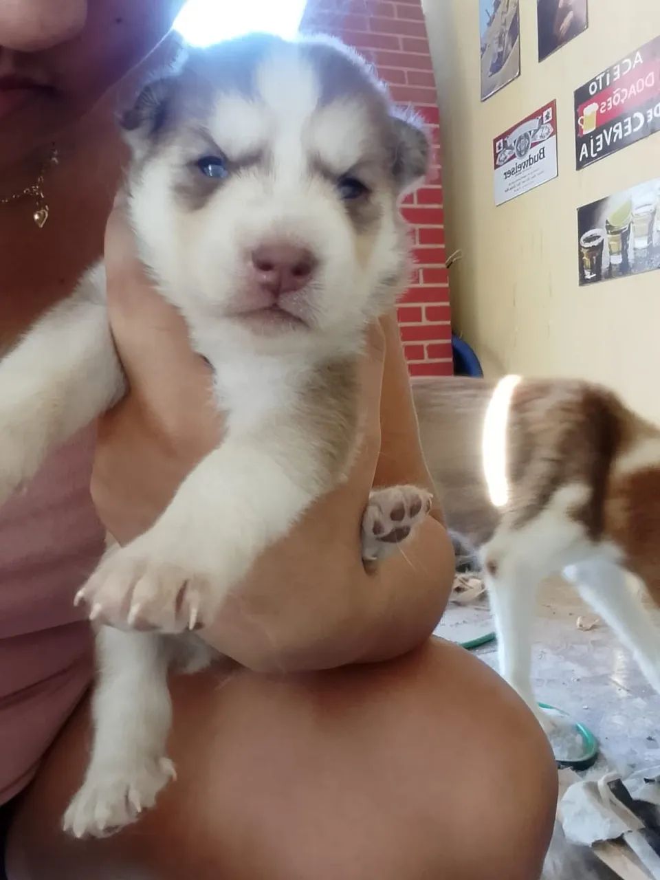 Husky Siberiano - Foto 3
