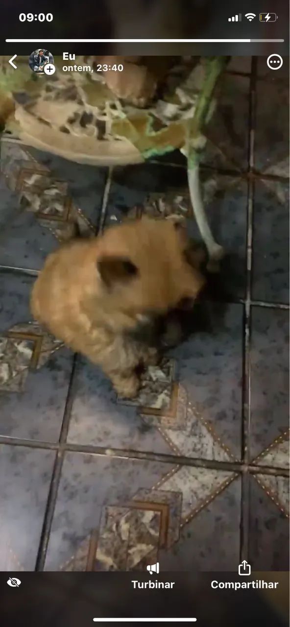 Chow Chow - Foto 3