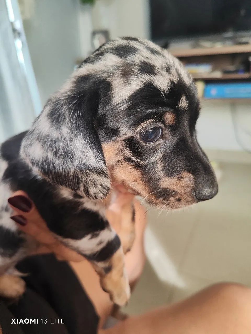 Dachshund (salsicha)