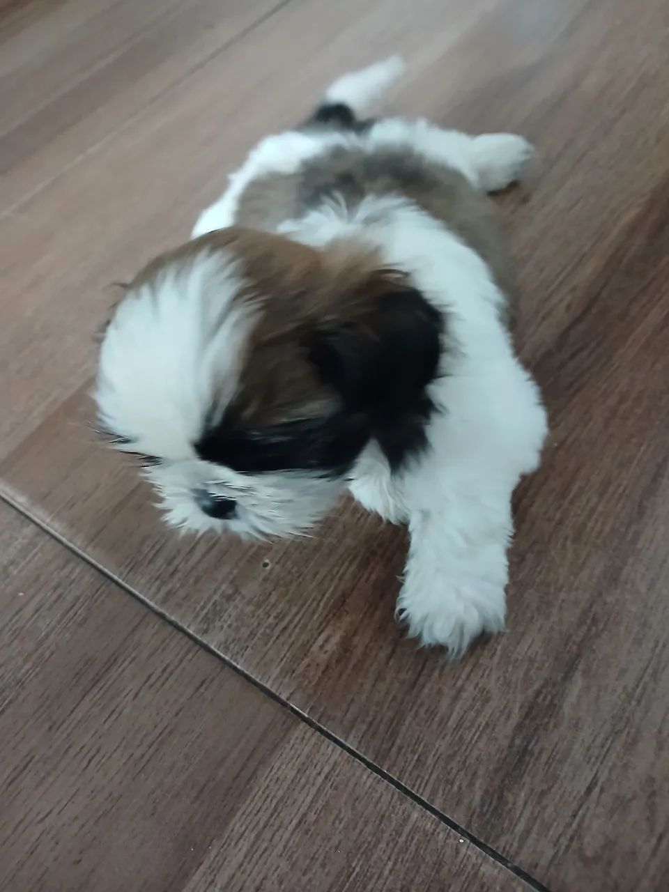 Cachorro shi-tzu  - Foto 5
