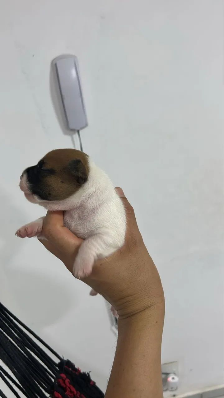 Jack Russel