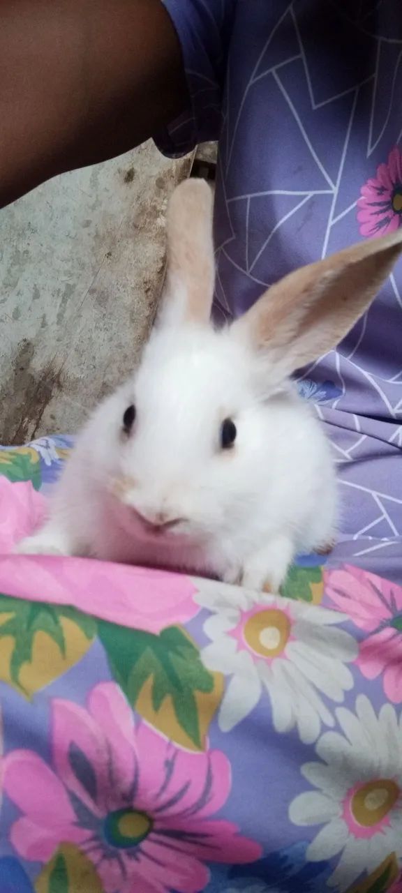 Vende -se  filhotes de coelho - Foto 4