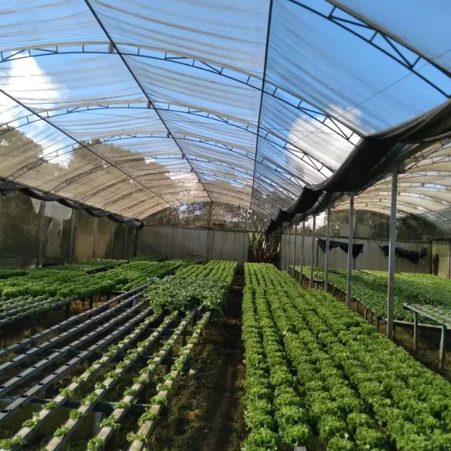Estrutura hidropônica de hortaliças