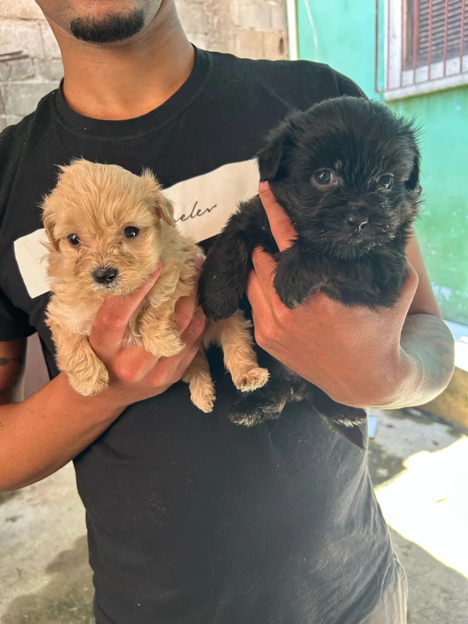 Cachorro - Foto 4