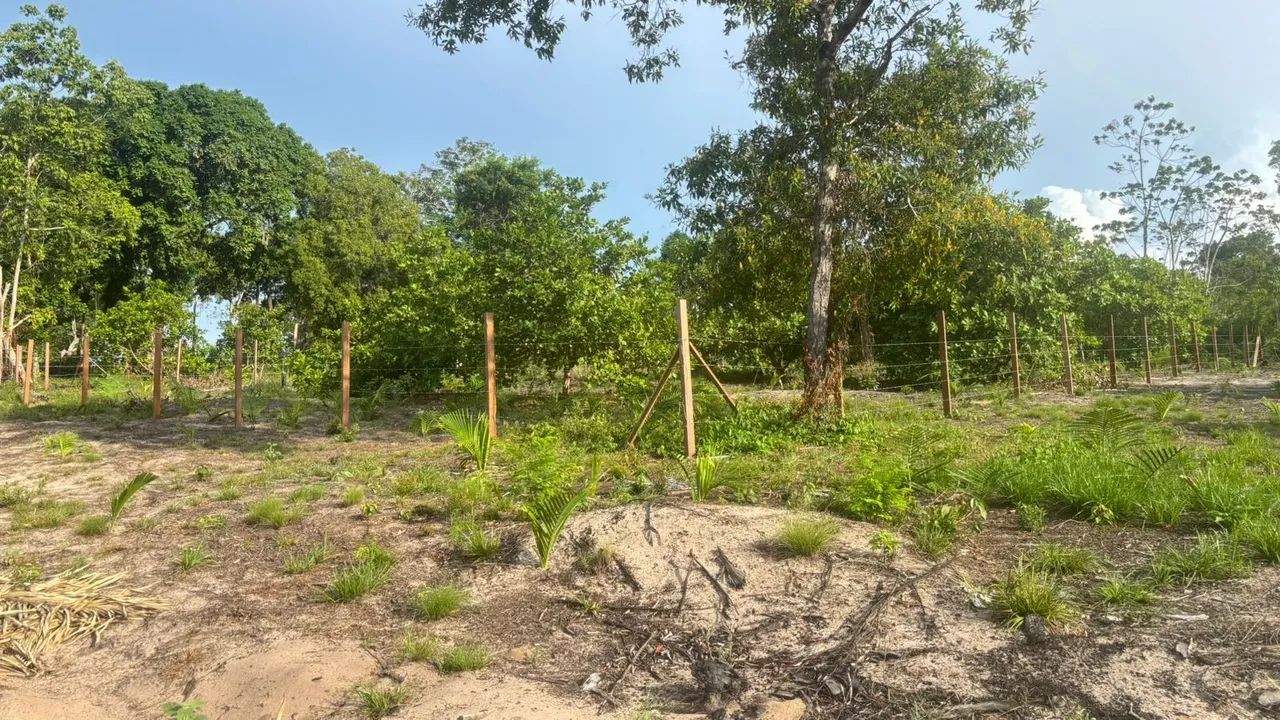 Terreno no Pindobal - Foto 2