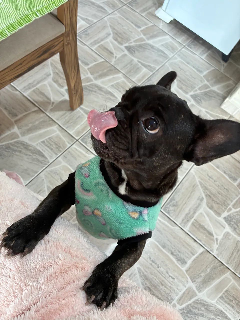 Doação de buldogue francês 