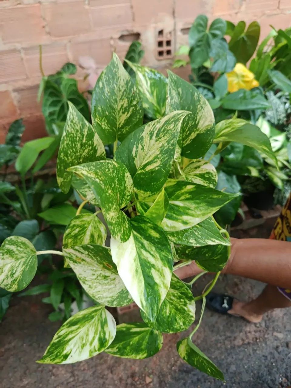 Mudas plantas 