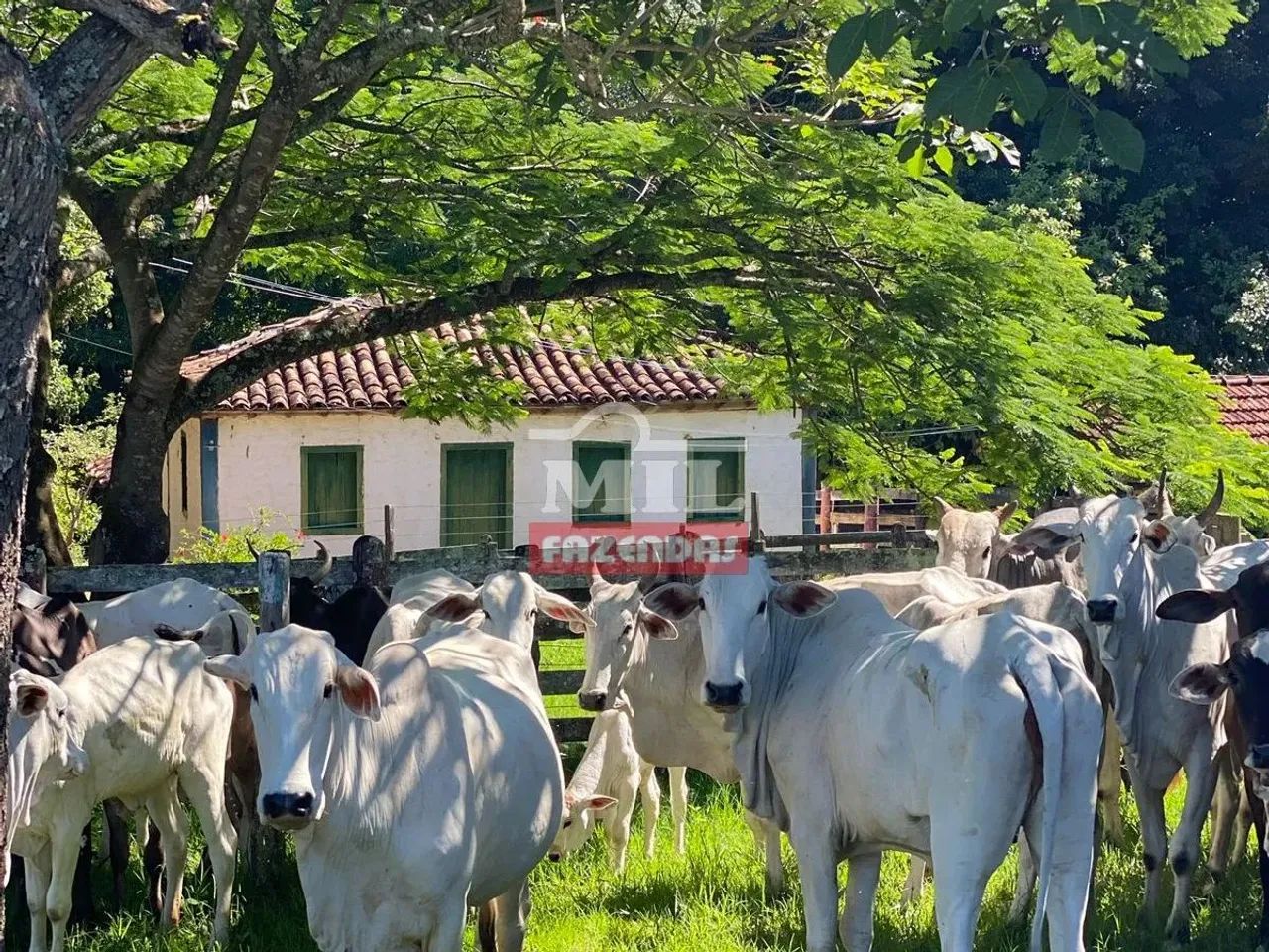 Fazenda em Ipameri 45,3 Alqueires (219 Hectares)