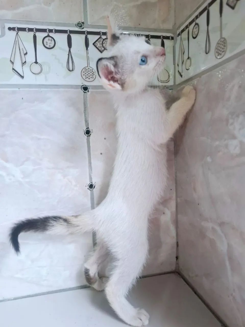 Casal de gatos para adoção 