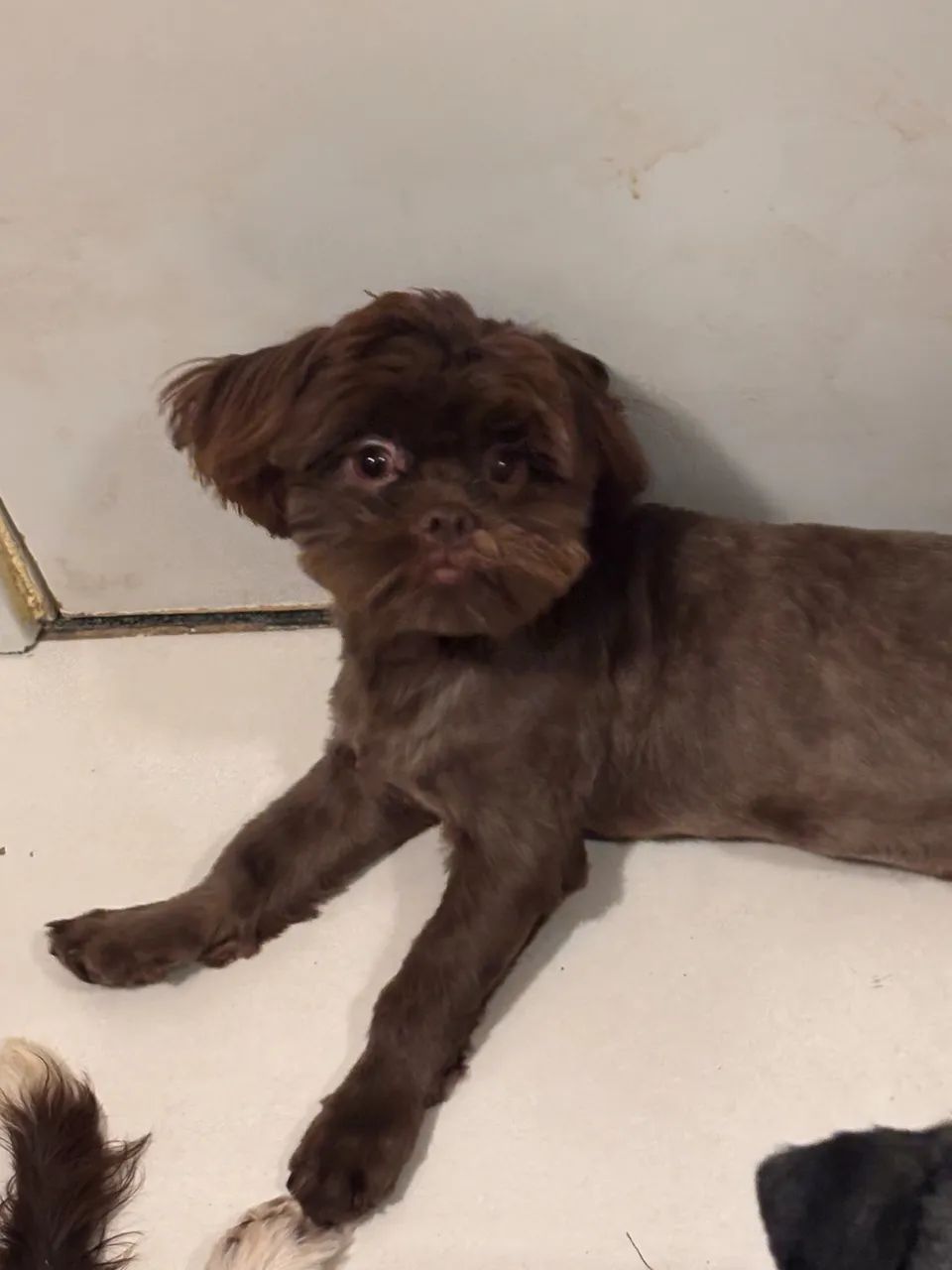 Shih tzu - Foto 2