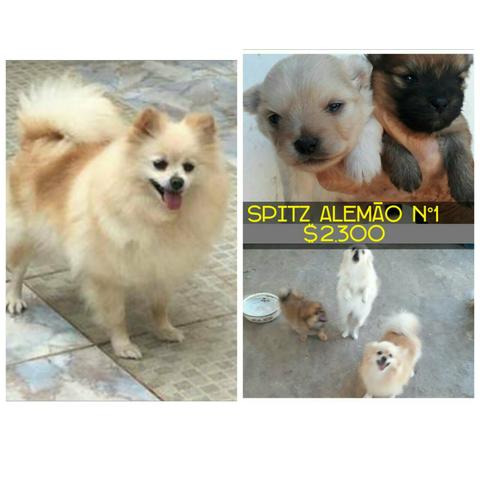 Vendo Spitz Alemão n°1 vacinados 60 dias