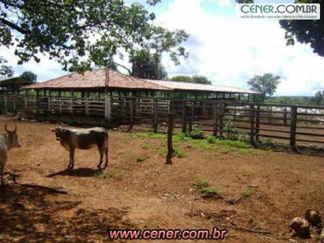 124C/Ótima fazenda de 600 hectares preparada para pecuária - Foto 5