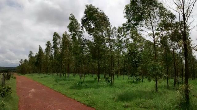 Linda Fazenda no estado de Tocantins - Foto 13