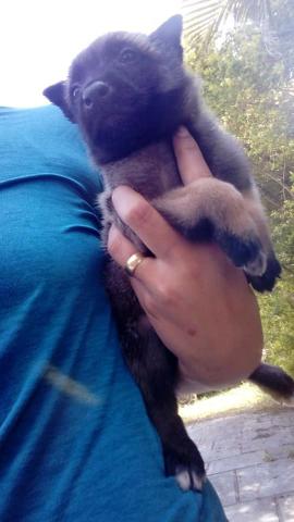 Últimos filhotes de Malinois