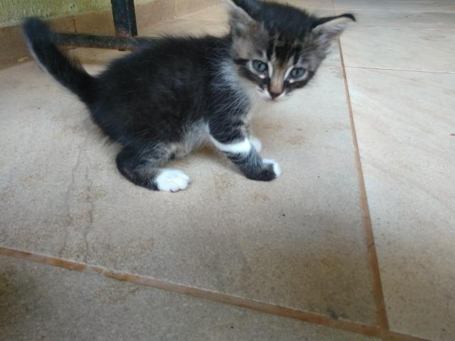 Gatos - Foto 5