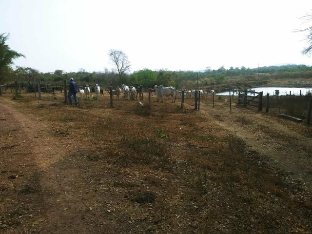 Fazenda criação de gado próximo a nova Brasilândia - Foto 6