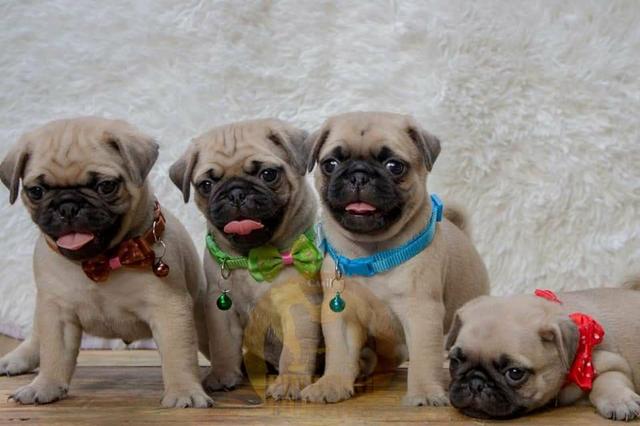 Pugs filhotes disponíveis - Foto 5
