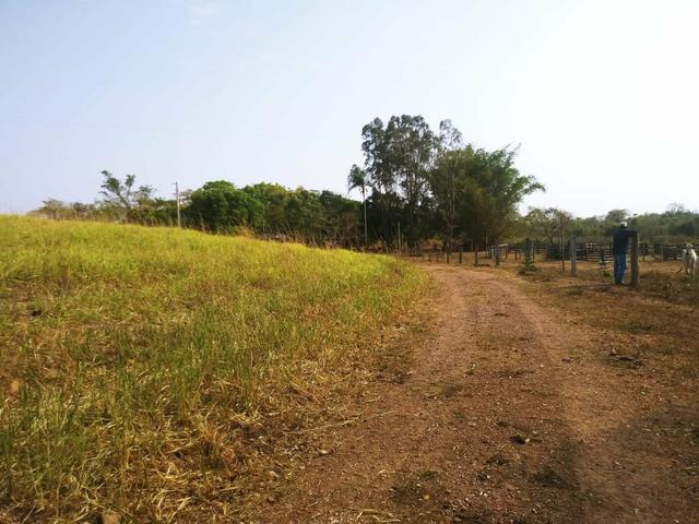 Fazenda criação de gado próximo a nova Brasilândia