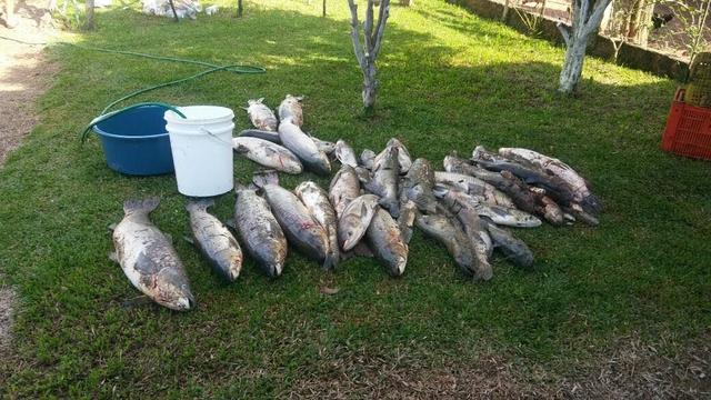 Chácara em Araucária - Foto 12