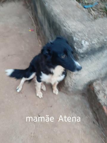 Border Collie - cão pastoreiro - Foto 4