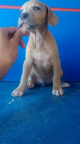 Pit Bull ( promoção)