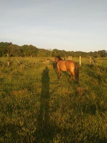 Cavalo - Foto 2