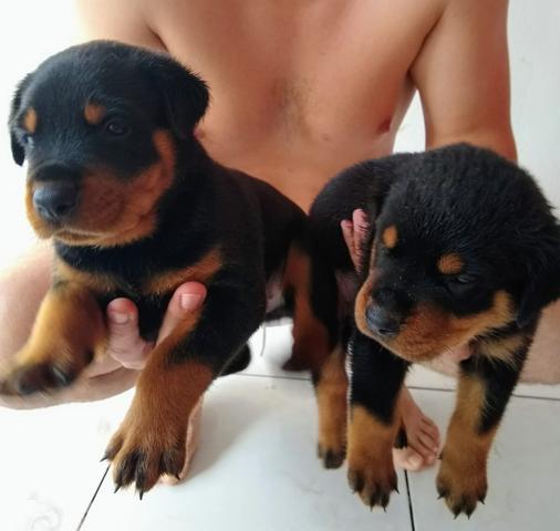 Filhotes rottweiler - Foto 3