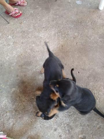 Filhote de Rottweiler