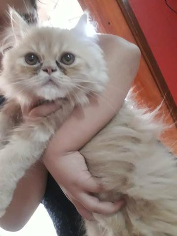 Filhotinhos de gato Persa EM 10X NO CARTÃO