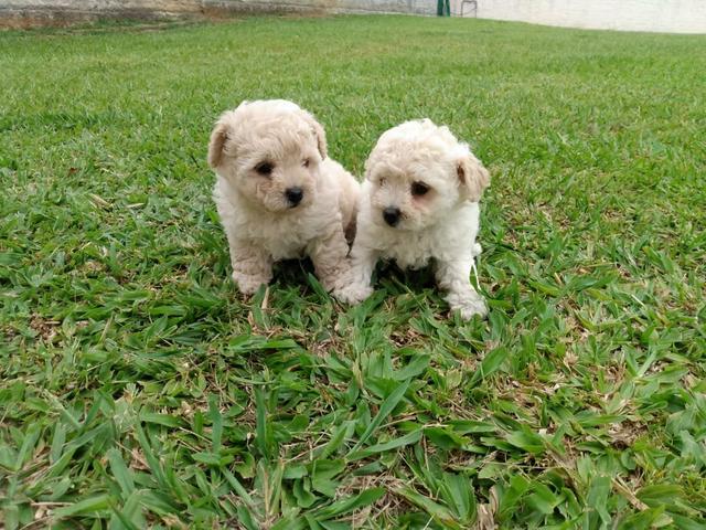 Poodle femea