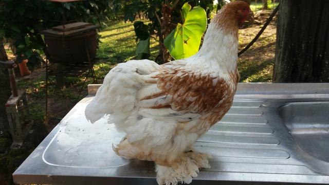 Casal de Brahma Red pyle - Foto 3