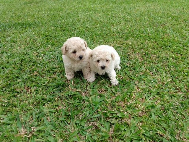 Poodle femea - Foto 3