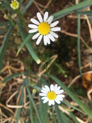 Chácara em Ibema - Foto 8