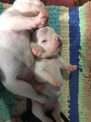 Cachorros Bulldog francês - Foto 5