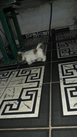 Shitzu macho - Foto 2