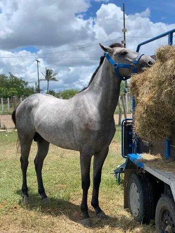 Cavalo QM 1/2 Sangue