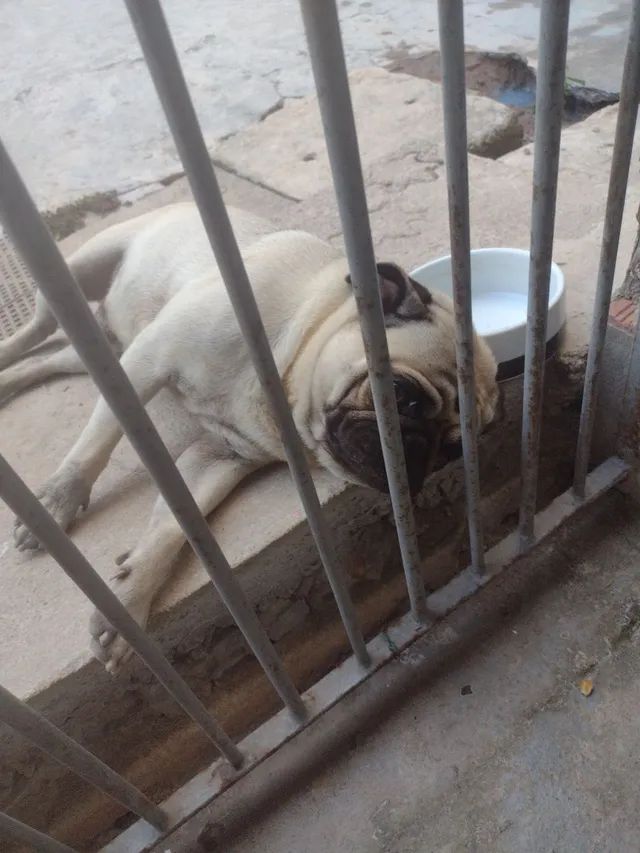 Filhote de Pug pra vender hj!! - Foto 2