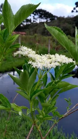 MUDAS DE SABUGUEIRO COM FLORES 