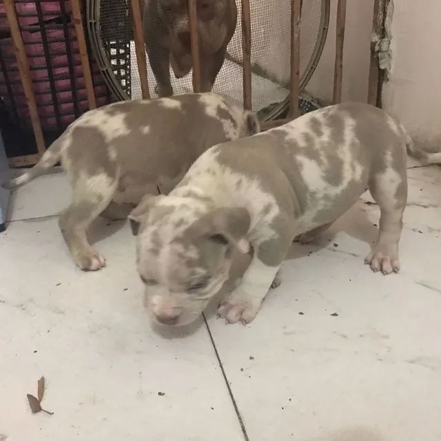 Filhote de American Bully pocket Merlin 3500 machos Cachorros e