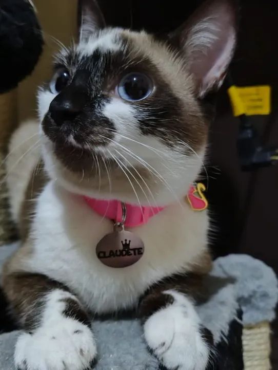 Gatas castradas em torno de 7 meses 