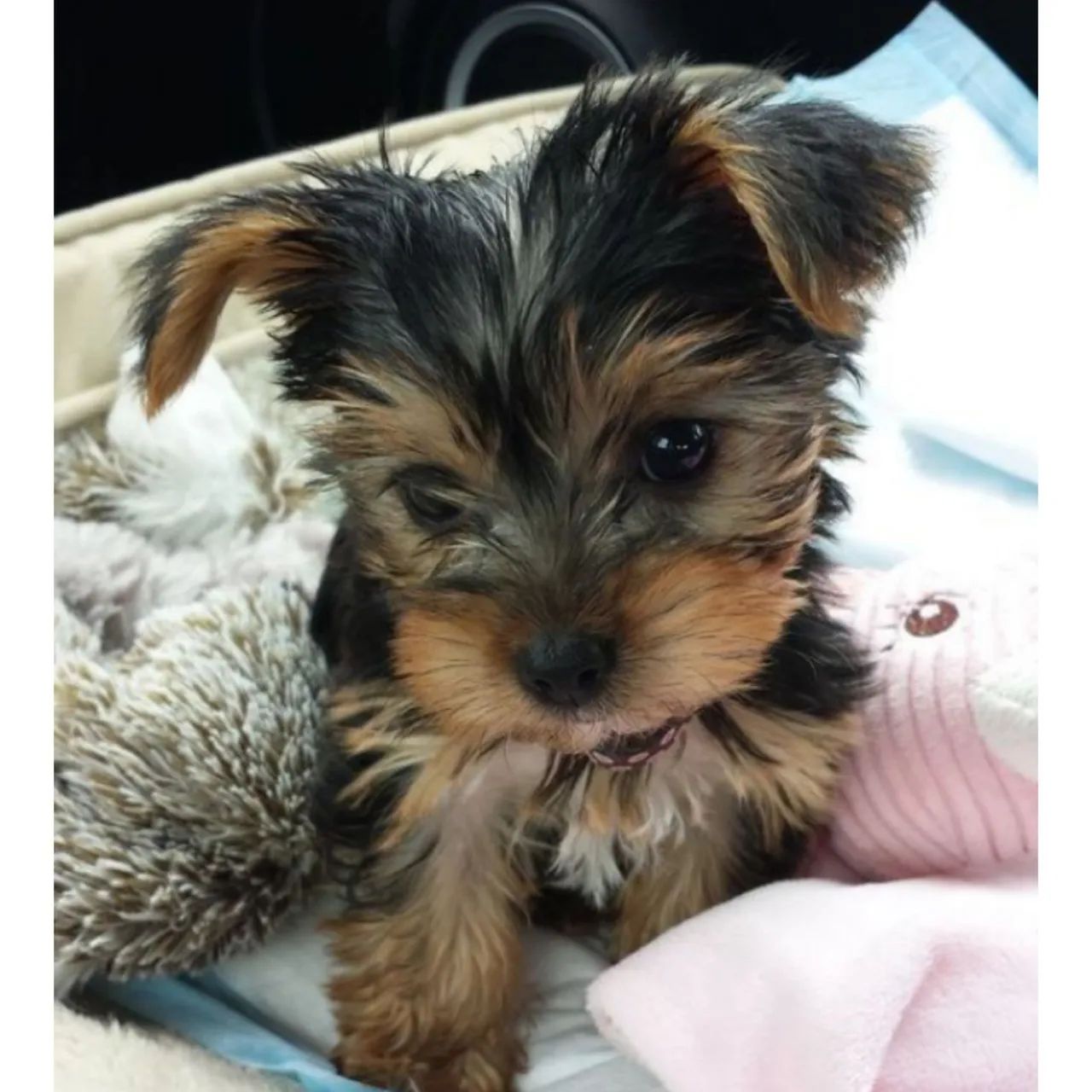 Biewer Yorkshire Terrier à venda - Foto 2