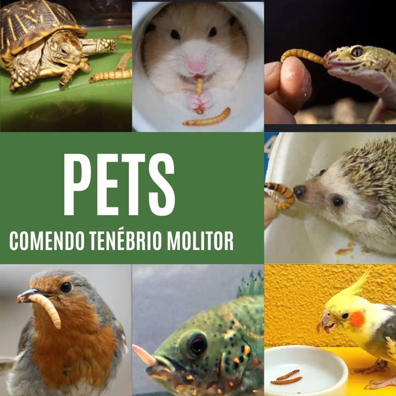 Tenébrio Molitor Larvas Vivas De Tenébrio 100 Unidades