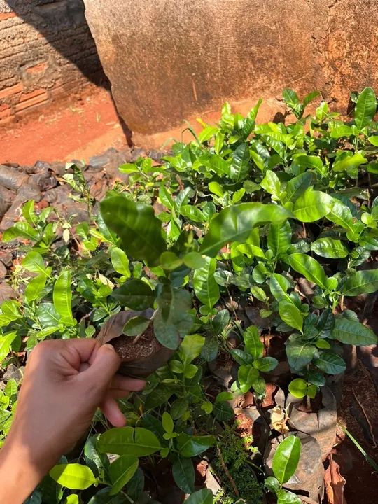 Cerca viva Limalzinho 20 a 25 cm 