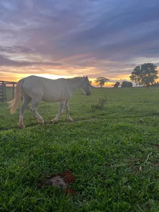 Cavalo Mangalarga com um pouco de quarto de milha - Foto 4